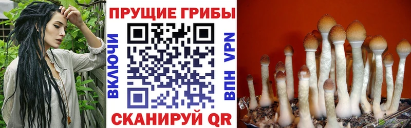 дарнет шоп  маркетплейс Telegram  Галлюциногенные грибы ЛСД  Жуков 